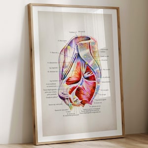 May include: Anatomy diagram print in a wooden frame. The illustration depicts a cross-section of the human pelvis, with labeled anatomical structures in red, purple, and yellow. The print is displayed on a light-colored wall.