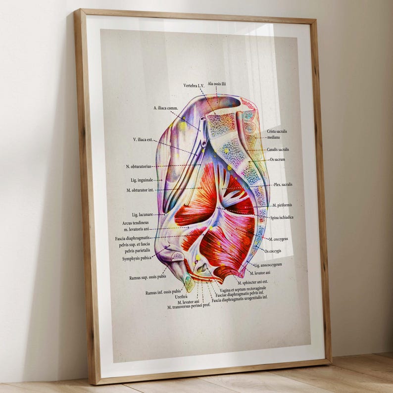May include: Anatomy diagram print in a wooden frame. The illustration depicts a cross-section of the human pelvis, with labeled anatomical structures in red, purple, and yellow. The print is displayed on a light-colored wall.