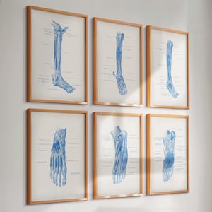 Set 6 Vintage Foot Anatomy Posters Orthopedic Art Foot Diagram Foot Chart Podiatry Clinic Decor Podologist Gift Orthopedic Surgeon Gift