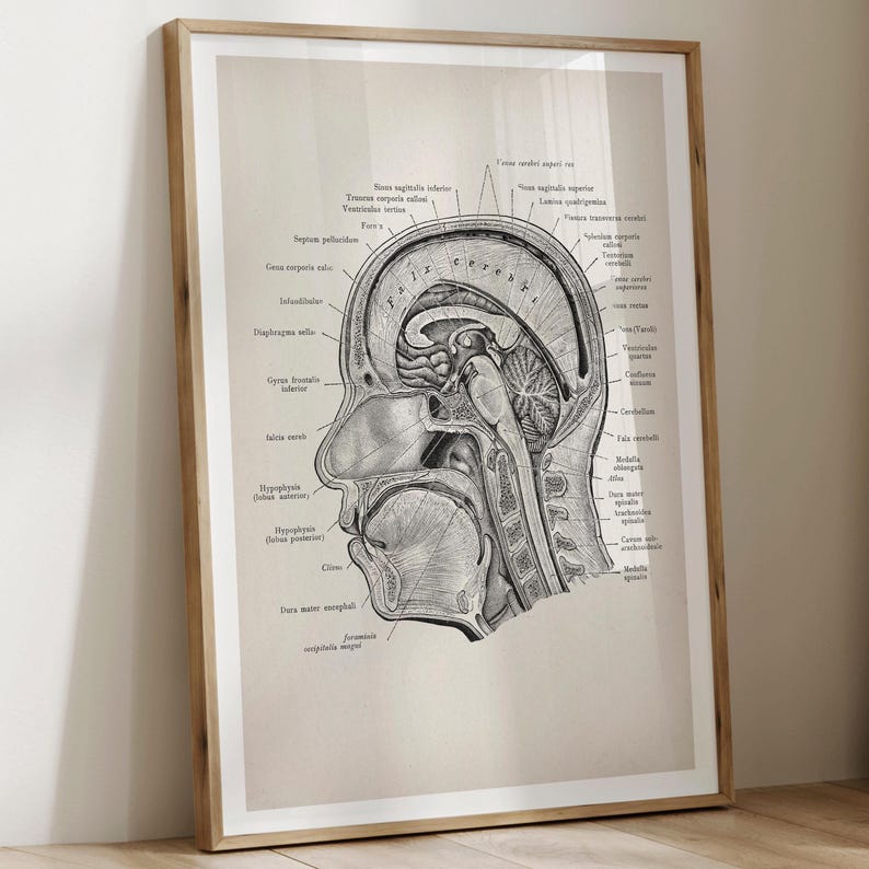 6 Vintage Brain Anatomy Art Print, Neurology Art, Anatomical Brain ...
