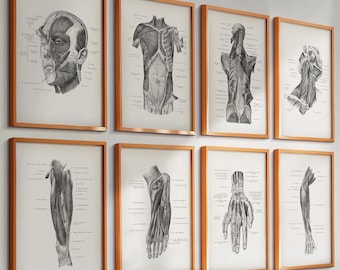 May include: A collection of eight framed anatomical illustrations. Each frame has a light brown wooden frame. The illustrations are black and white drawings of human anatomy, including the head, torso, and limbs. The drawings have labels.