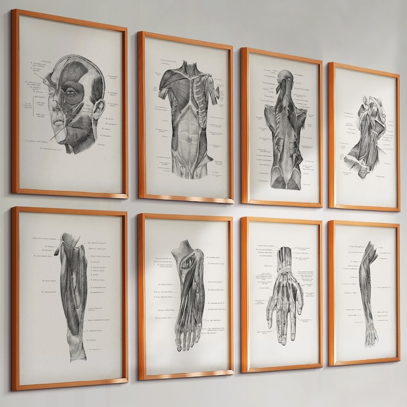 8 Labeled Anatomy Posters Muscular System Art Body Diagram Medical Art ...