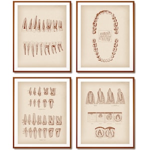 4 Tooth Anatomy Prints Dentistry Poster Dental Medicine Art Dentist Gift Dental Clinic Wall Decor Orthodontist Gift Hygienist Gift
