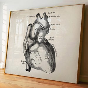 4 Vintage Heart Anatomy Art Cardiology Print Medical Art Science Art ...