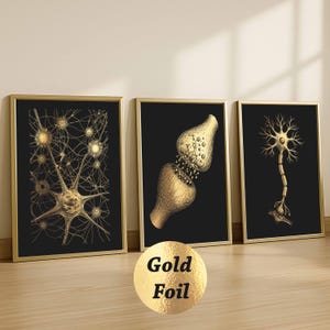Op de afbeelding: Set van drie ingelijste prints met goudkleurige illustraties van neuronen en synapsen op een zwarte achtergrond. De frames hebben een gouden afwerking. De tekst "Gold Foil" staat op een gouden cirkel.
