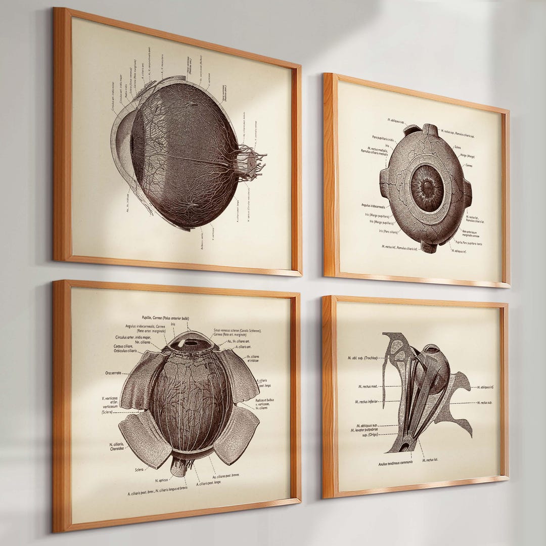 Vintage Eye Anatomy Posters | Set of 4 Prints | Antique Medical Wall ...