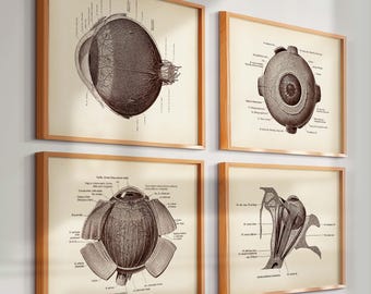眼球解剖図 リトグラフ 1901年頃 • オリジナルアンティークプリント