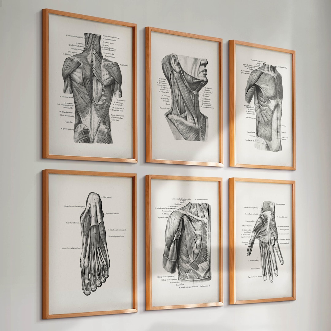 Set 6 Vintage Anatomy Posters Muscular System Prints Medical Art ...