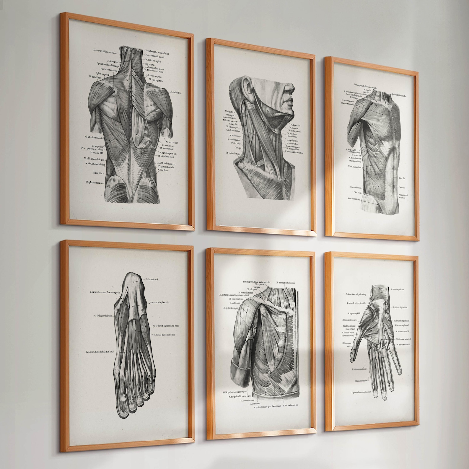 Set 6 Vintage Anatomy Posters Muscular System Prints Medical Art ...