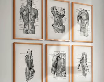 Set med 6 vintage anatomiposters, muskelsystemtryck, medicinsk konst, märkta muskler, diagram, läkarmottagning, klinik, väggdekor, kirurgpresent