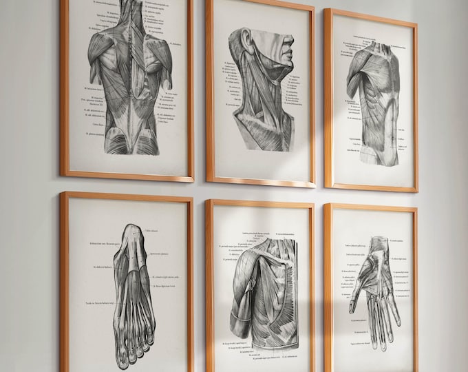 Watercolor Anatomy Art Muscular System Posters Muscles Print Anatomical ...