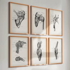 Op de afbeelding: Set van zes zwart-wit anatomische illustraties van de menselijke schouder- en kniegewrichten, ingelijst in goud.
