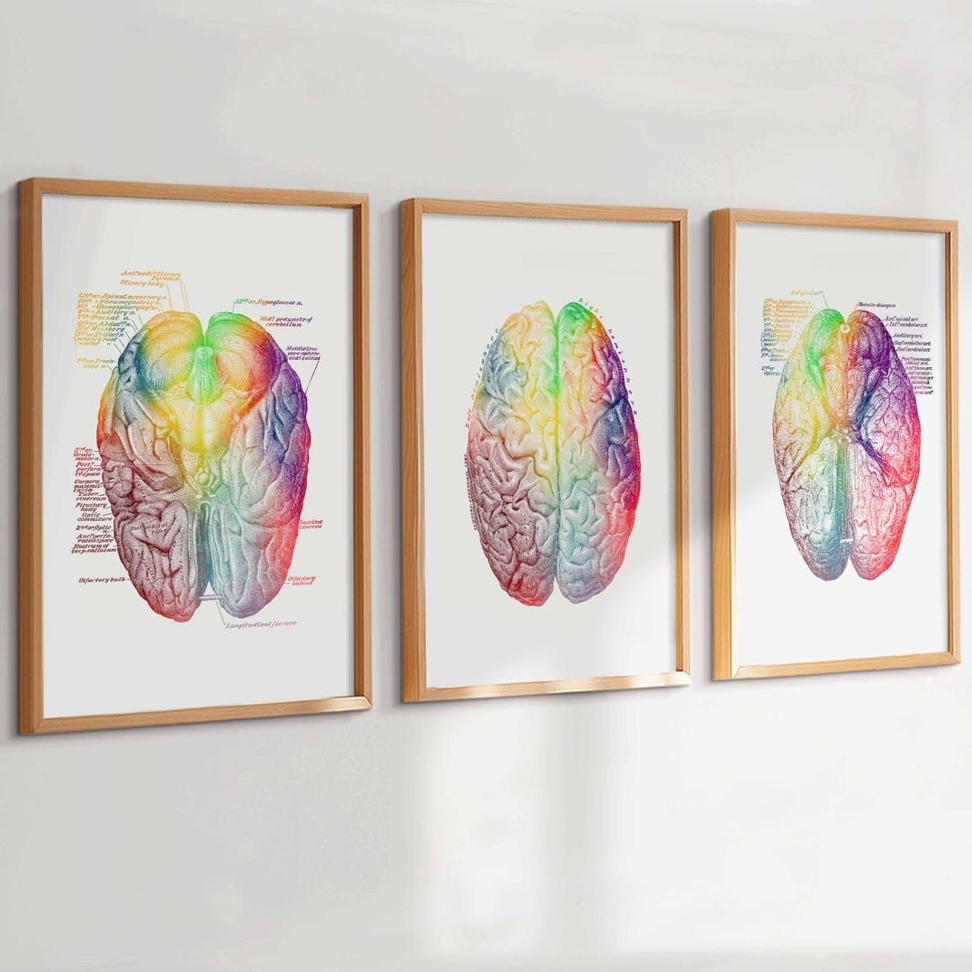 3 Brain Anatomy Art Prints Watercolor Anatomy Poster Anatomical Brain ...