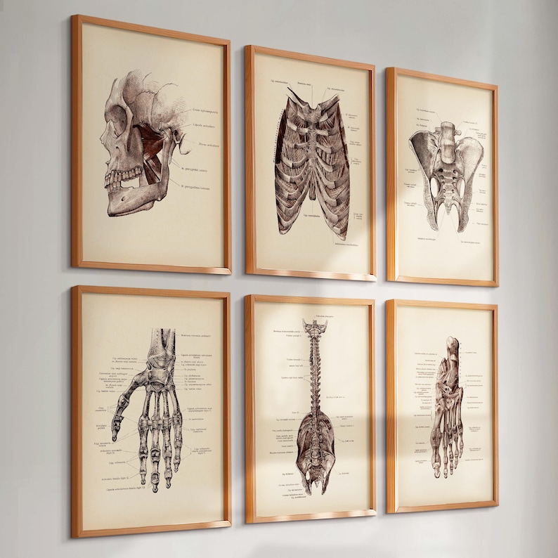 Set 6 Vintage Skeletal System Anatomy Art Human Skeleton Bones ...