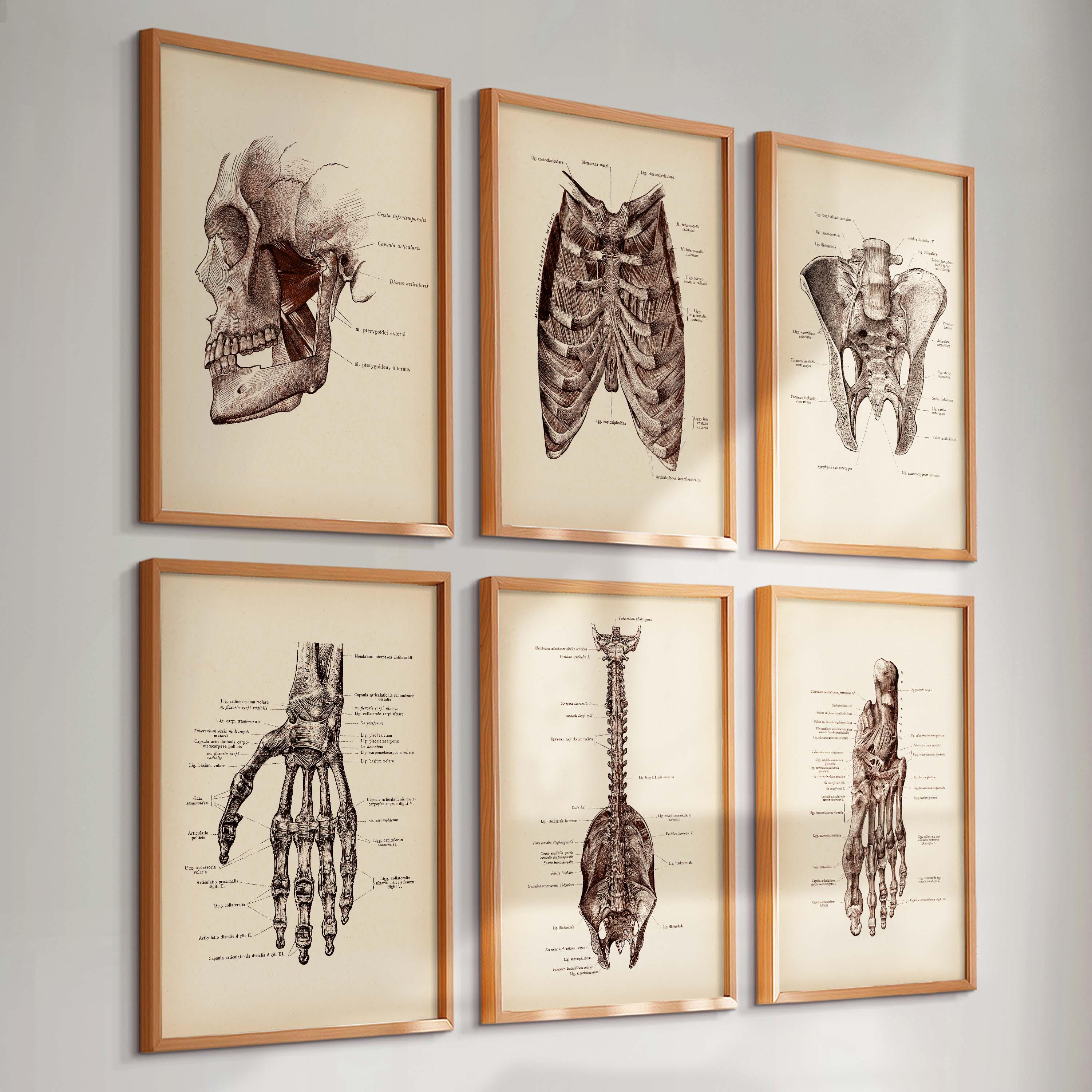Set 6 Vintage Skeletal System Anatomy Art Human Skeleton Bones ...