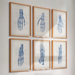 Set 6 Vintage Hand and Foot Anatomy Posters Hand Bones Foot Bones Print Skeletal System Art Limb Diagram Medical Art Orthopedic Surgeon Gift