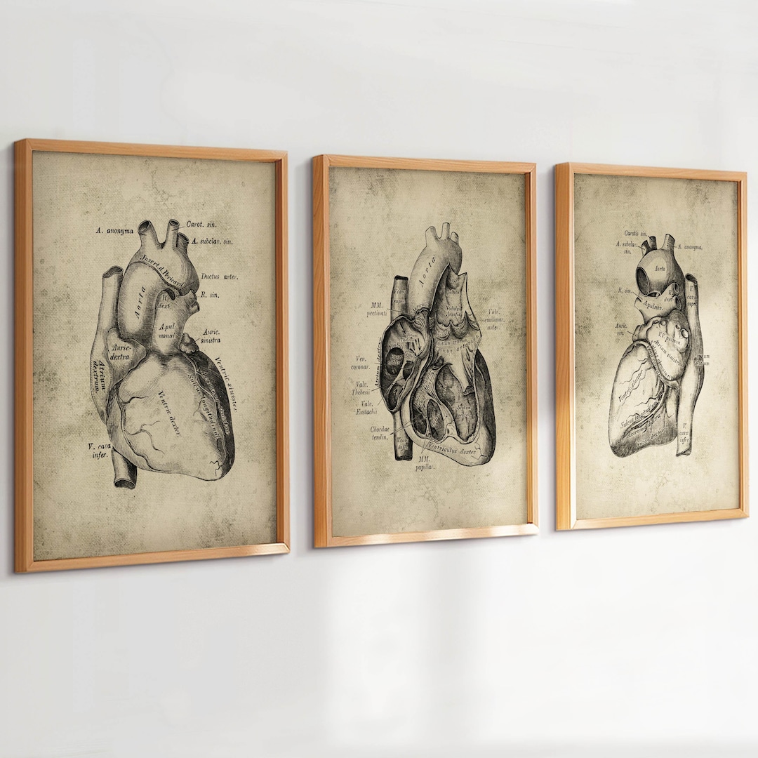 Set 3 Vintage Heart Anatomy Art Medical Art Cardiology Art Doctor Gift ...