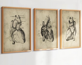 Set 3 Vintage Heart Anatomy Art Medical Art Cardiology Art Doctor Gift Heart Surgeon Gift Scientist Gift Cardiologist Gift Clinic Decor