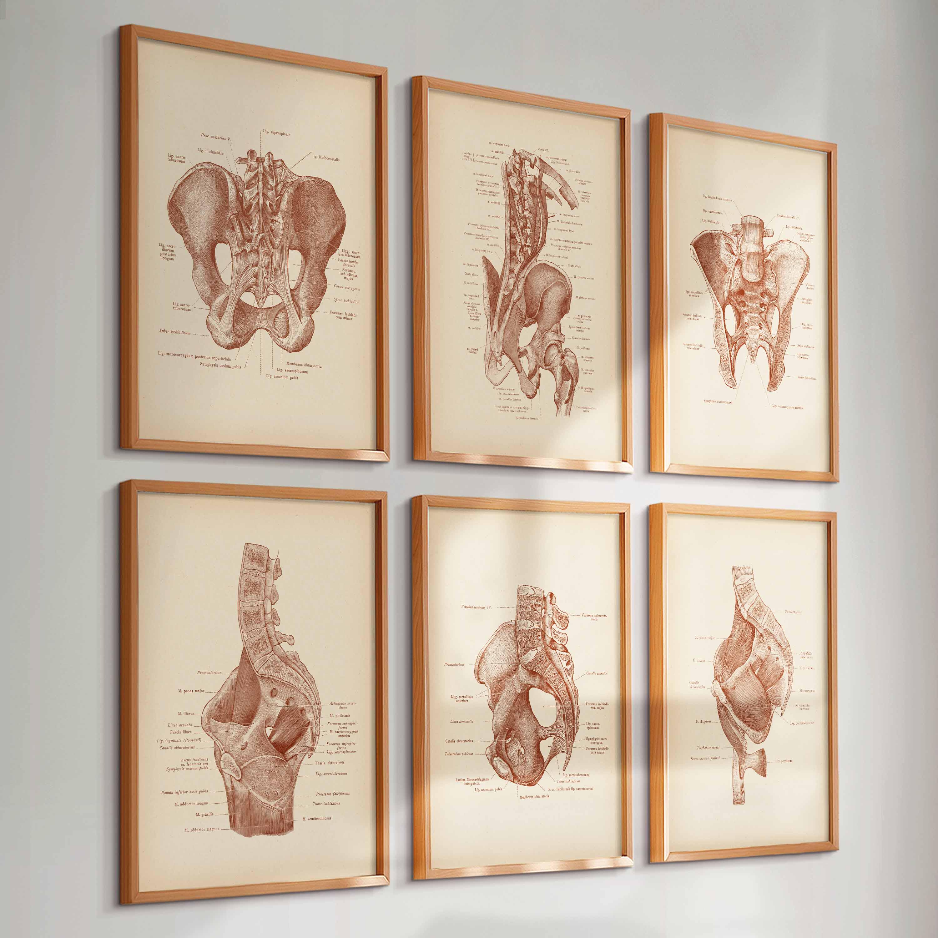 Set 6 Vintage Pelvis Anatomy Posters Skeletal System Diagram Medical ...