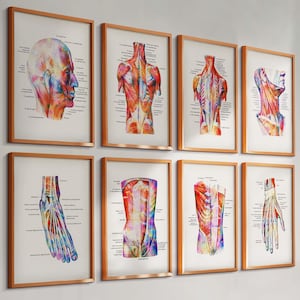 Set 8 Watercolor Anatomy Art Muscular System Print Muscles Types Diagram Massage Clinic Wall Decor Physiotherapist Office Gift Surgeon Gift