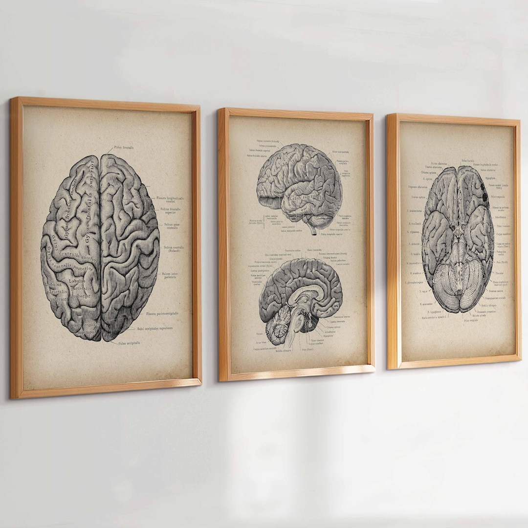 3 Vintage Brain Anatomy Art Neuroscience Poster Nervous System Print ...