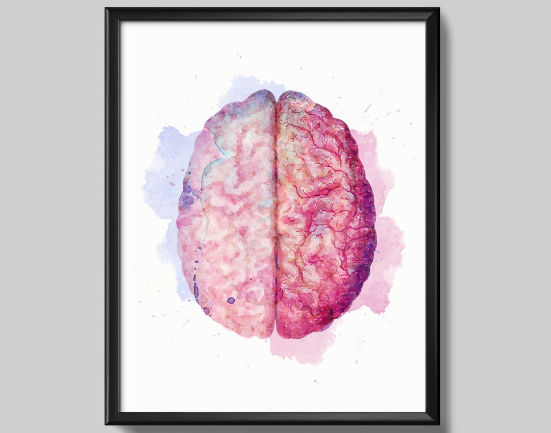 Brain Anatomy Art Watercolor Medical Art Neurology Art Science Art ...