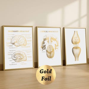 May include: Three framed gold foil prints with scientific illustrations of the brain. The prints feature detailed diagrams of brain areas, a cortical homunculus, and a neuron. The text "Gold Foil" is on a gold circle.