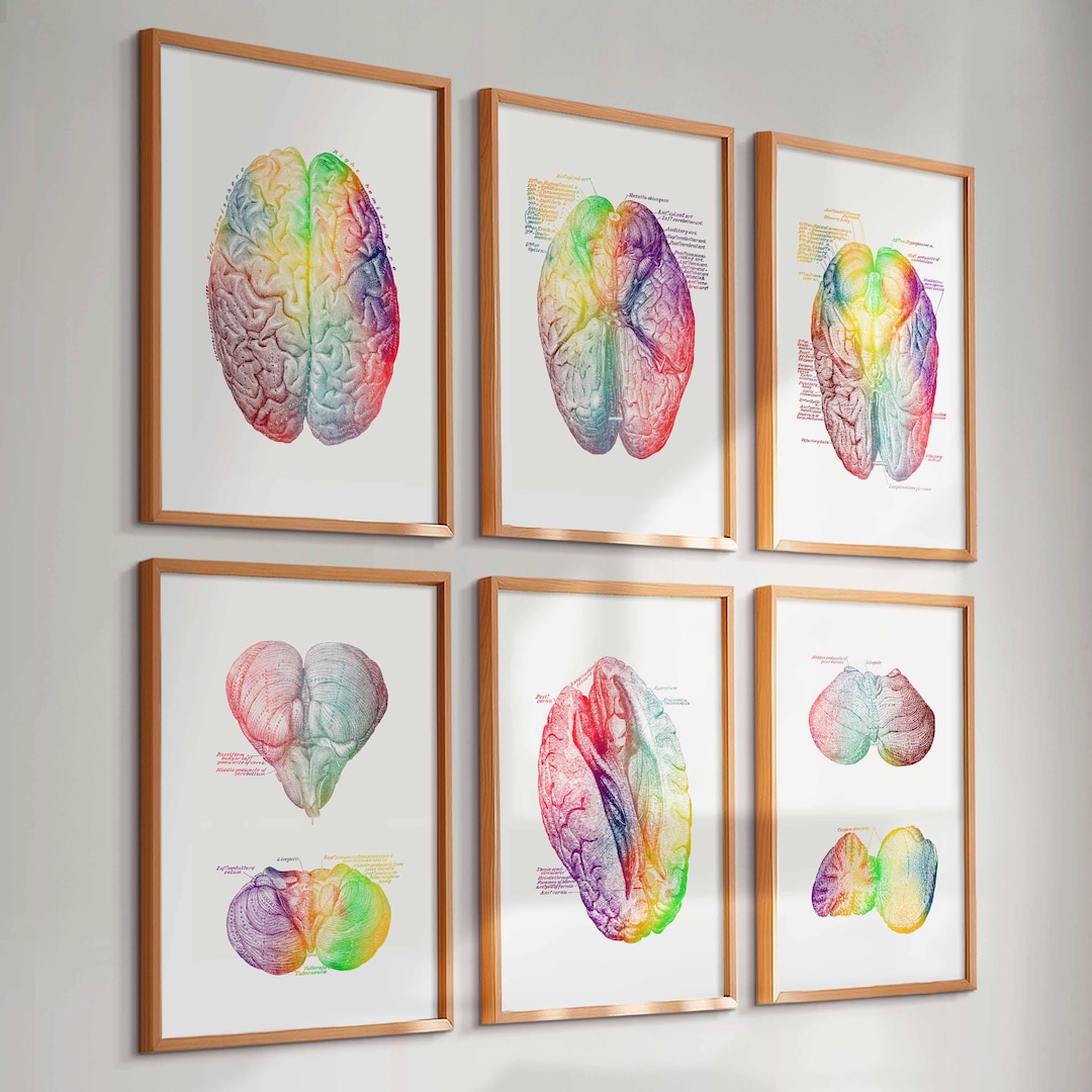 Set 6 Colorful Brain Anatomy Art Neurology Art Anatomy Painting Medical ...