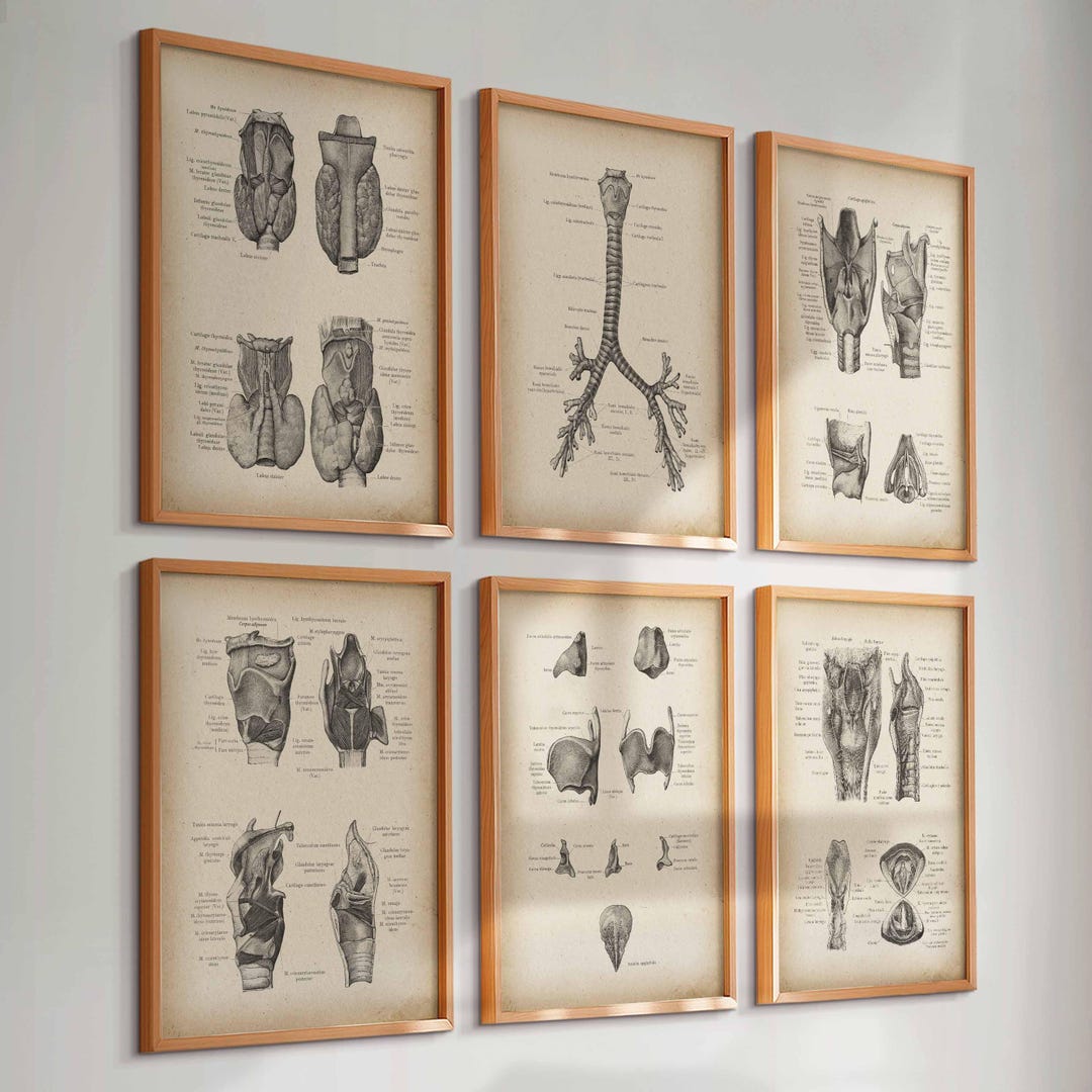 Set 6 Vintage Anatomy Art Respiratory System Print Larynx Poster ...