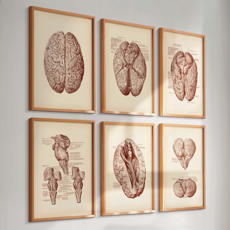 Set 6 Vintage Brain Anatomy Posters Neurology Prints Medical Art ...