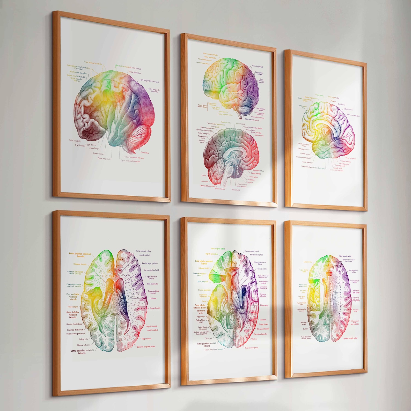 Set 6 Watercolor Brain Anatomy Art Neuroscience Art Medical Artwork ...