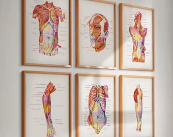 6 färgglada anatomiposters, muskelsystemdiagram, medicinsk konst, muskeltyper, diagram, läkare, present, massageklinik, väggdekor, kirurgpresent