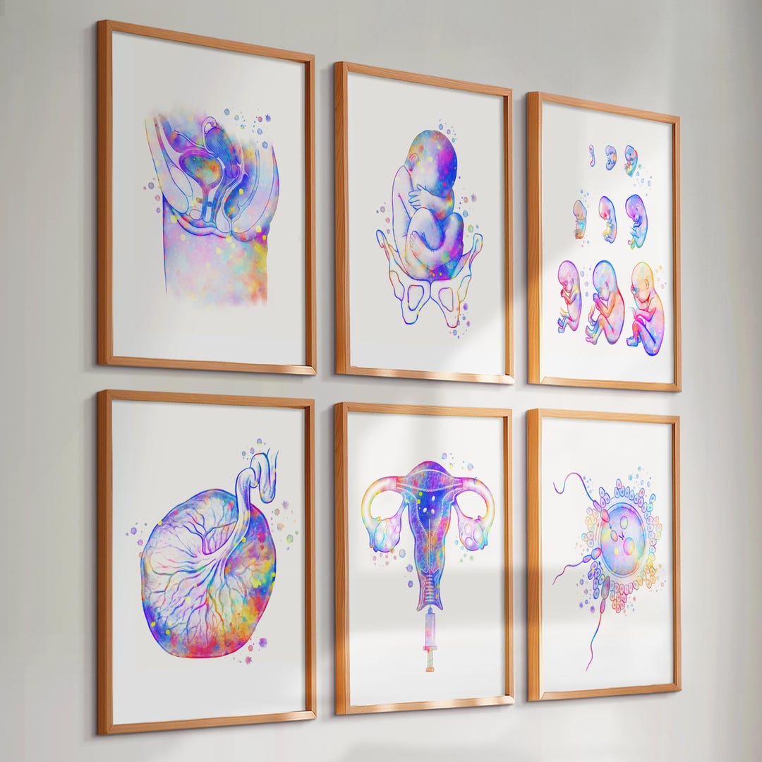6 Female Anatomy Print Obgyn Art Midwife Gift Pregnancy Poster Fetal ...