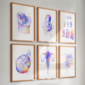 6 Anatomy Art Obgyn Art Midwife Art Pregnancy Art Fetal Development Baby in Womb Placenta Art Uterus Art Midwife Gift Gynaecologist Gift