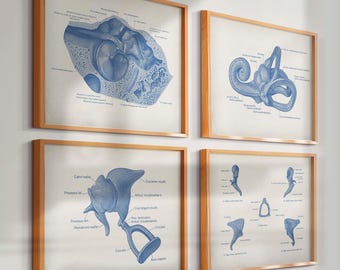 4 zabytkowe grafiki anatomii ucha Sztuka audiologiczna Sztuka medyczna Sztuka naukowa Prezent dla audiologa Prezent dla lekarza laryngologa Dekoracja ścienna dla kliniki