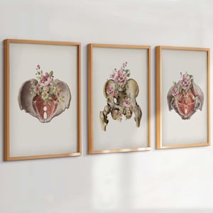 Peut inclure: Trois impressions d'art encadrées présentant des illustrations à l'aquarelle de l'anatomie du bassin, ornées de compositions florales. L'œuvre est placée sur un fond neutre, chaque impression étant encadrée dans un cadre en bois brun clair. Les fleurs sont roses et jaunes.