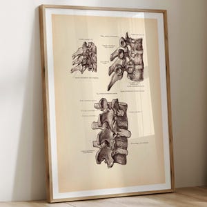 May include: A framed anatomical print on aged parchment-colored paper featuring detailed black ink illustrations of human spinal vertebrae. The artwork displays multiple views of the bone structure with Latin medical labels written in small text.