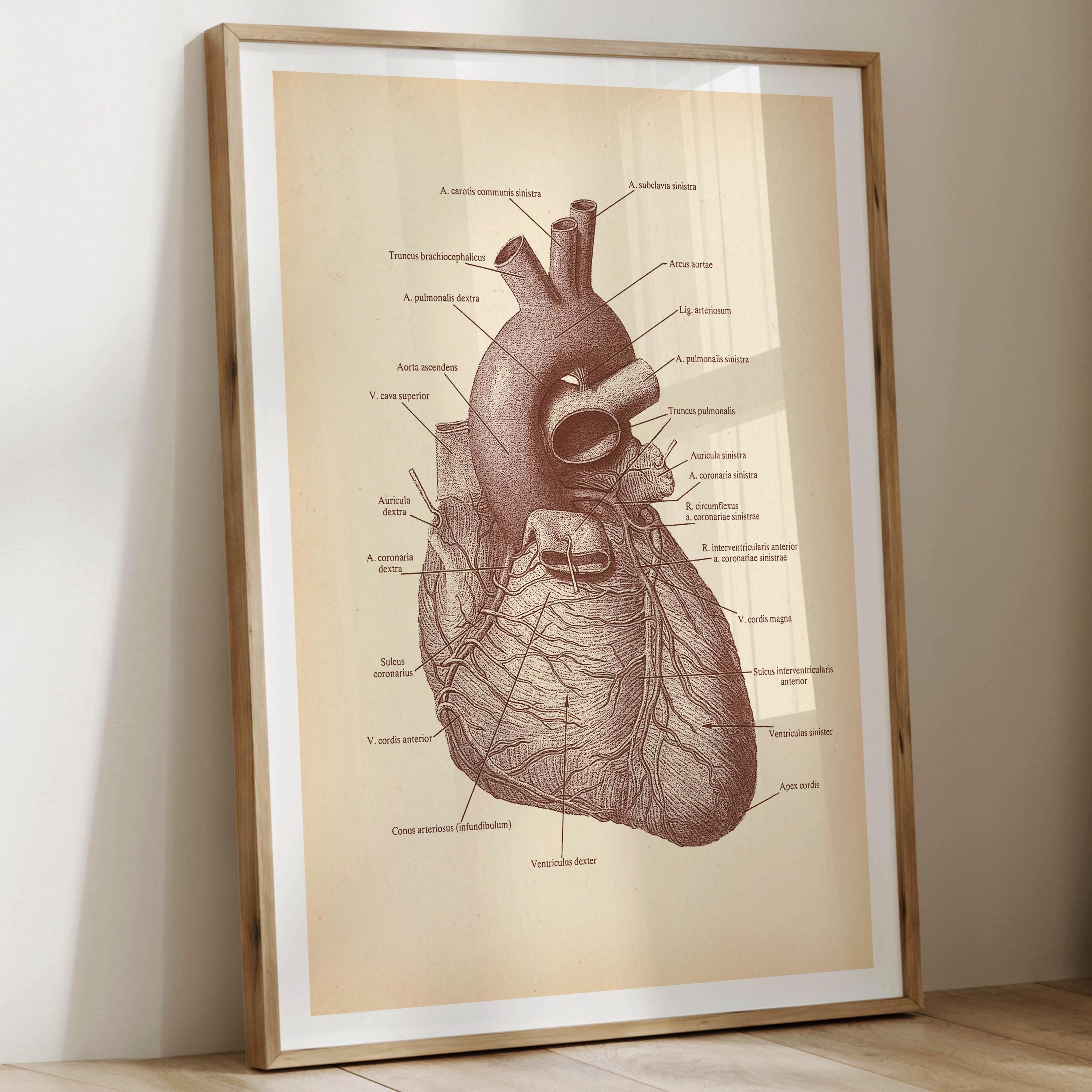 6 Vintage Heart Anatomy Prints Anatomical Heart Art Medical Art ...