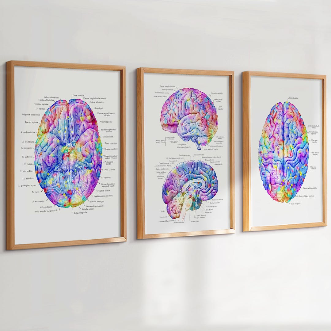 3 Watercolor Anatomy Art Brain Anatomy Poster Anatomical Brain ...