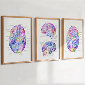 Op de afbeelding: Drie ingelijste prints met kleurrijke hersendiagrammen. Elke print toont een gedetailleerde illustratie van de hersenen, met levendige tinten roze, blauw, geel en paars. De lijsten zijn lichtbruin en de prints staan tegen een witte achtergrond.