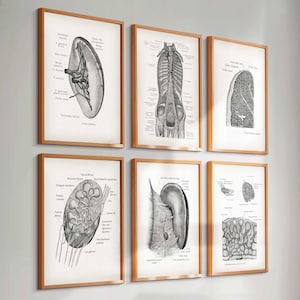 Op de afbeelding: Zes ingelijste anatomische prenten met gedetailleerde zwart-wit illustraties van menselijke organen. De prenten worden in een rastervorm weergegeven, elk met een houten frame. De afbeeldingen zijn op een lichtgekleurde muur gemonteerd.