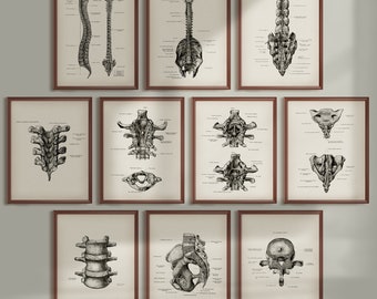 Könnte beinhalten: Set mit 10 Vintage-anatomischen Illustrationen der menschlichen Wirbelsäule. Jeder Druck zeigt eine detaillierte Zeichnung eines anderen Abschnitts der Wirbelsäule mit Beschriftungen, die die verschiedenen Knochen und Strukturen identifizieren. Die Drucke sind in Schwarzweiß gehalten und haben eine klassische, wissenschaftliche Ästhetik.