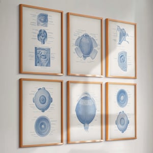 Set 6 Vintage Eye Anatomy Human Eye Diagram Medical Art Ophthalmologist Gift Optician Office Decor Oculist Gift Optometrist Gift Eye Clinic