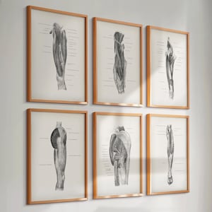 Set 6 Vintage Leg Anatomy Prints Foot Anatomy Ankle Anatomy Orthopedic Art Muscular System Medical Art Surgical Art Biological Art Science