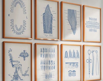 歯科解剖学ポスター6枚セット 歯科ポスター 歯の構造図 歯の番号 歯科