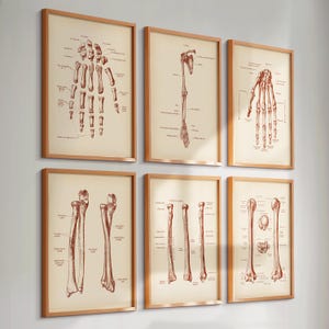6 Vintage Hand Anatomy Art Braccio Ossa Polso Diagramma Arto Superiore Stampa Ortopedico Poster Arte Medica Chirurgo Ortopedico Regalo Clinica Decorazione da Parete