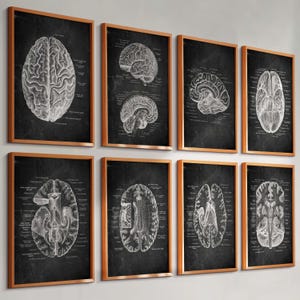 May include: Eight framed prints displaying detailed anatomical diagrams of the human brain. The grayscale illustrations are set against a black backdrop, each within a warm wooden frame. The prints are arranged on a wall, offering a scientific aesthetic.