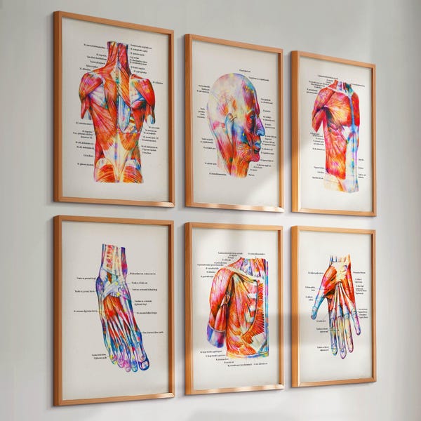 Set 6 aquarel anatomie posters spierstelsel diagram medische kunst gelabeld spieren dokter cadeau massage kliniek muur decor chirurg cadeau