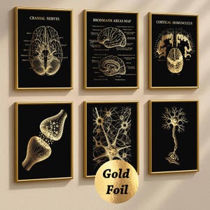 May include: Six framed art prints featuring gold foil illustrations of the brain and nervous system on a black background. The prints include diagrams of cranial nerves, Brodmann areas, and cortical homunculus.
