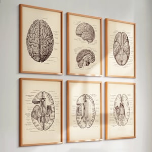 Conjunto de 6 Arte de anatomía cerebral vintage Arte de neurología Arte médico Arte de neurólogo Regalo de neurocientífico Regalo de neurocirujano Regalo de psicólogo Arte clínico